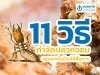 11 วิธีกำจัดปลวกจอมแทะในบ้านให้สิ้นซาก