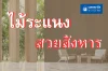 ไม้ระแนงสวยสังหาร | ตกแต่งบ้าน ให้สวย สไตล์โมเดิร์น ทันสมัย ไม้ระแนงสวยสังหาร | ตกแต่งบ้าน ให้สวย สไตล์โมเดิร์น ทันสมัย