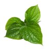 Chapoo leaf