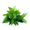Laksa leaf (Vietnamese coriander)