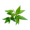 Laksa leaf (Vietnamese coriander)