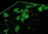 High-resolution fluorescent images - 10