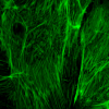 High-resolution fluorescent images - 2