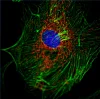 High-resolution fluorescent images - 3