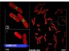 High-resolution fluorescent images - 4