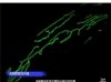 High-resolution fluorescent images - 6
