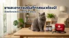 เจาะลึกพฤติกรรมทาสแมว: ยาและอาหารเสริมที่คนเลี้ยง "บริติช ชอร์ตแฮร์" ต้องมีติดบ้าน เจาะลึกพฤติกรรมทาสแมว: ยาและอาหารเสริมที่คนเลี้ยง "บริติช ชอร์ตแฮร์" ต้องมีติดบ้าน
