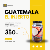 Guatemala El Injerto(กาแฟสายพันธุ์หายาก)