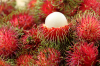 Thai Rambutan: The Soft-Spined Jewel of Tropical Thailand Thai Rambutan: The Soft-Spined Jewel of Tropical Thailand