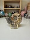 Ammonite Fossil