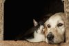 How to Slow Age-Related Decline in Senior Pets How to Slow Age-Related Decline in Senior Pets