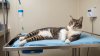 Feline Osteoarthritis: Can Stem Cells Help? | PetGeneX Feline Osteoarthritis: Can Stem Cells Help? | PetGeneX