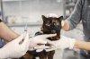 What Is Stem Cell Therapy for Pets? | PetGeneX