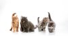 Cat Stem Cell Treatment: What Conditions May It Support? Cat Stem Cell Treatment: What Conditions May It Support?