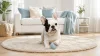 French Bulldog Breed-Specific Diseases & How Stem Cells Help French Bulldog Breed-Specific Diseases & How Stem Cells Help