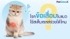 โรคข้อเสื่อมในแมว ใช้สเต็มเซลล์ช่วยได้ไหม? | PetGeneX