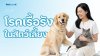 โรคเรื้อรังในสัตว์เลี้ยงคืออะไร? และสเต็มเซลล์ช่วยได้ไหม