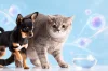Pet Stem Cell Therapy for Liver Disease | PetGeneX