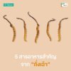 Cordyceps Extract Plus Ascorbic Acid 5 สารอาหารสำคัญ จากถั่งเฉ้า (Cordyceps) Cordyceps Extract Plus Ascorbic Acid 5 สารอาหารสำคัญ จากถั่งเฉ้า (Cordyceps)