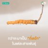 Cordyceps Extract Plus Ascorbic Acid ว่าจะมาเป็นถั่งเฉ้า (Codyceps) ในแต่ละสายพันธุ์ Cordyceps Extract Plus Ascorbic Acid ว่าจะมาเป็นถั่งเฉ้า (Codyceps) ในแต่ละสายพันธุ์