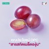 Grape Seed Extract C Plus คุณประโยชน์ OPC จากสารสกัดเมล็ดองุ่น สารต้านอนุมูลอิสระ Grape Seed Extract C Plus คุณประโยชน์ OPC จากสารสกัดเมล็ดองุ่น สารต้านอนุมูลอิสระ