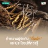 ทำความรู้จักกับถั่งเฉ้า (Cordyceps) และประโยชน์ที่ควรรู้ ทำความรู้จักกับถั่งเฉ้า (Cordyceps) และประโยชน์ที่ควรรู้