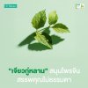 Jiaogulan Extract ทำความรู้จักกับ “เจียวกู่หลาน” สมุนไพรจีน สรรพคุณไม่ธรรมดา Jiaogulan Extract ทำความรู้จักกับ “เจียวกู่หลาน” สมุนไพรจีน สรรพคุณไม่ธรรมดา