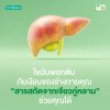 Jiaogulan Extract ไขมันพอกตับ ภัยเงียบของร่างกาย กับสารสกัดจากเจียวกู่หลาน (Jiaogulan Extract) Jiaogulan Extract ไขมันพอกตับ ภัยเงียบของร่างกาย กับสารสกัดจากเจียวกู่หลาน (Jiaogulan Extract)