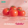 Lycopene ประโยชน์ของไลโคพีน (Lycopene) ที่ได้จากการสกัดจากมะเขือเทศ
