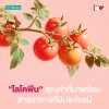 ไลโคพีน (Lycopene) สารสกัดจากมะเขือเทศ อีกหนึ่งคุณค่าที่มาพร้อมสารอาหารที่มีประโยชน์ ไลโคพีน (Lycopene) สารสกัดจากมะเขือเทศ อีกหนึ่งคุณค่าที่มาพร้อมสารอาหารที่มีประโยชน์