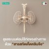 ดูแลระบบต่อมไร้ท่อด้วยสารสกัดเห็ดหลินจือ (Reishi Extract) ดูแลระบบต่อมไร้ท่อด้วยสารสกัดเห็ดหลินจือ (Reishi Extract)