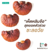 เห็ดหลินจือ สุดยอดตัวช่วยชะลอวัย (Reishi Extract) เห็ดหลินจือ สุดยอดตัวช่วยชะลอวัย (Reishi Extract)