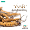 ทำความรู้จักกับถั่งเฉ้า (Cordyceps) และประโยชน์ที่ควรรู้ ทำความรู้จักกับถั่งเฉ้า (Cordyceps) และประโยชน์ที่ควรรู้