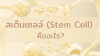 สเต็มเซลล์ (Stem Cell) คืออะไร? สเต็มเซลล์ (Stem Cell) คืออะไร?