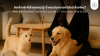 Are perfumes harmful to pets? Uncover the truth!         