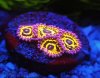 Stratosphere Zoanthids