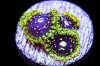 Exosphere Zoanthids