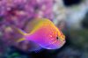 Sunburst Anthias