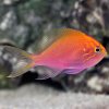 Sunburst Anthias