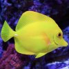 Yellow Tank Fish