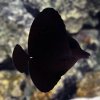 Black Longnose Tank Fish