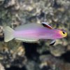 Firefish Goby