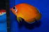 Orangepeel Angelfish