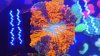 Acanthophyllia Donut Coral