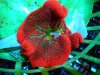 The Carpet Anemone (Stichodactyla haddoni Soft Coral)