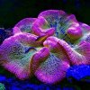 The Carpet Anemone (Stichodactyla haddoni Soft Coral)