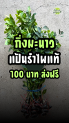 ต้นมะนาวแป้นรำไพ
