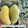 Mango Green Sweet