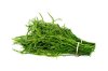 ACACIA
