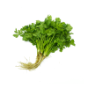 CORIANDER